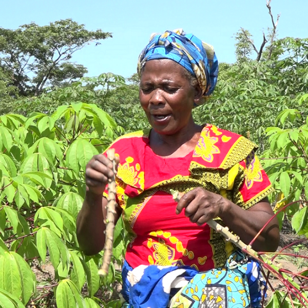 Cassava farmer